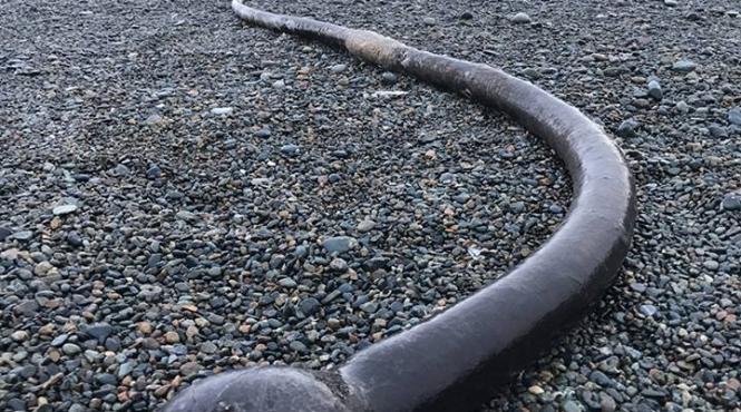 creaturi misterioase au esuat pe plajele peninsulei chukotski din marea bering