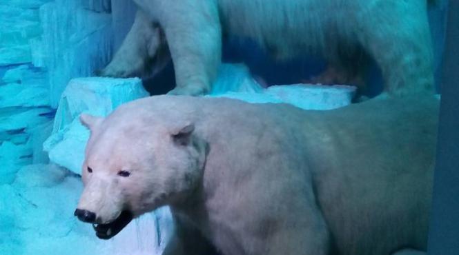 animale din tinuturile arctice vor fi prezentate sambata la antipa