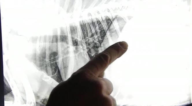 descoperire socanta a unui veterinar ce a gasit in stomacul unui caine