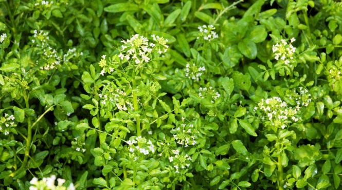 in viitor am putea citi la lumina plantelor