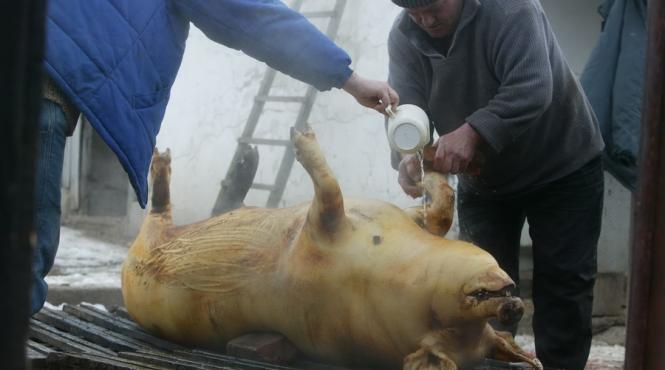 trichineloza marele pericol de pe masa de sarbatori