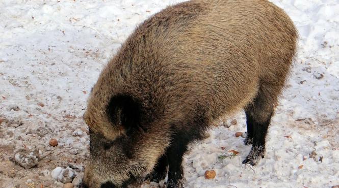 un mistret radioactiv descoperit in suceava animalul a venit de la cernobil