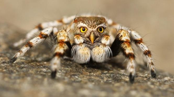 australia o noua specie de paianjen numita dupa bob marley