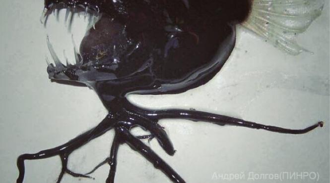 bestiile din adancuri ce pesti a prins in plasa un pescar din rusia