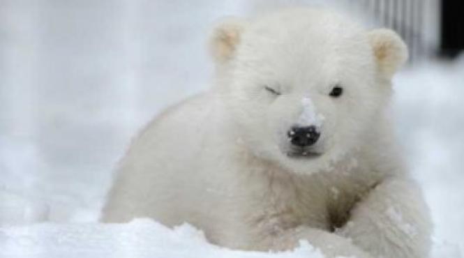 s a nascut primul pui de urs polar din ultimul sfert de secol din marea britanie