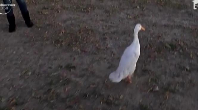 mai multi elevi din america au reusit sa ajute o ratusca schioapa sa mearga din nou cu ajutorul unei imprimante 3d