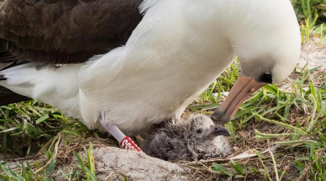 cel mai batran albatros din lume are 67 de ani si inca face pui video