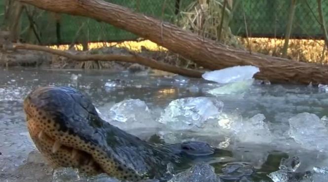 video induiosator in sua revin la viata aligatorii inghetati de ger