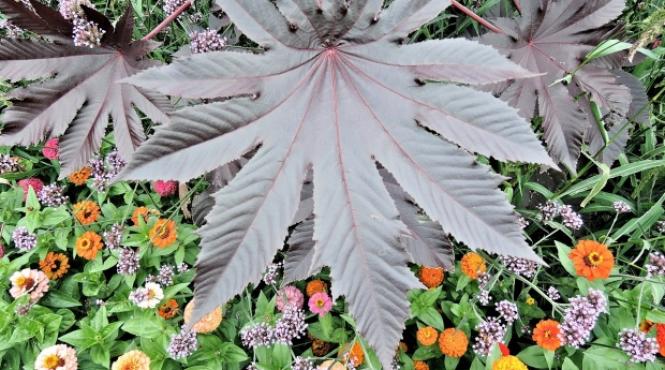 planta cu efecte miraculoase dar uitata de oameni