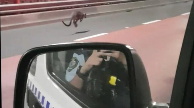 video un cangur pitic wallaby a blocat unul dintre cele mai celebre poduri din sydney