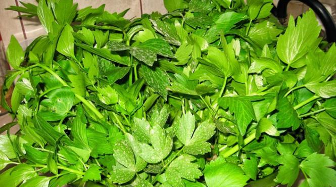 caz socant la pitesti o femeie a fost amendata pentru ca vindea leustean fara eticheta