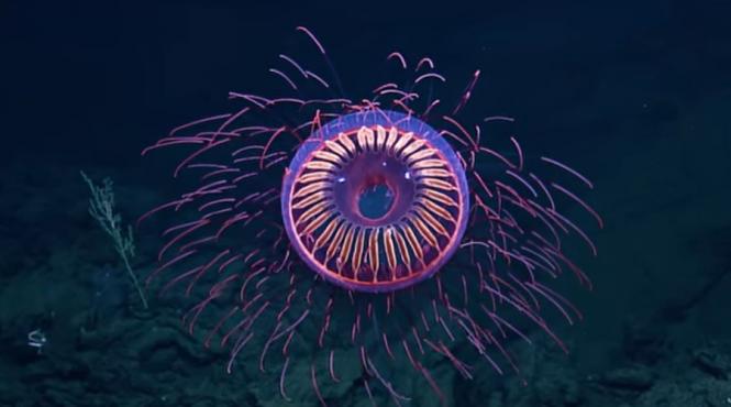 video o meduza ca un foc de artificii descoperita la adancimea de 1500 m