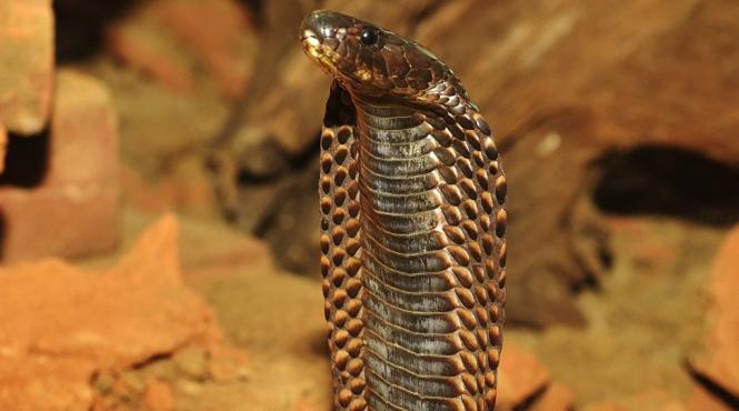 video o cobra uriasa a creat panica pe o sosea din vietnam