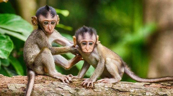 china maimute clonate dupa modelul dolly