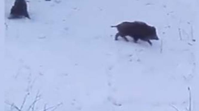 mai multi porci mistreti s au plimbat nestingheriti printr un cartier din sinaia