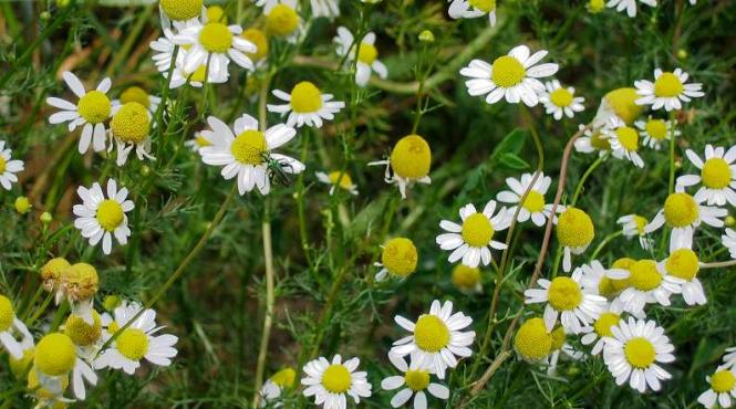 folosirea plantelor medicinale poate fi periculoasa