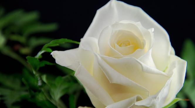 grammy 2018 trandafirii albi simbol al luptei impotriva abuzurilor sexuale