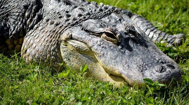 crocodili si pitoni vanduti prin intermediul retelelor de socializare