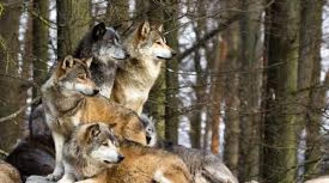 alerta la covasna o gospodarie a fost atacata de lupi