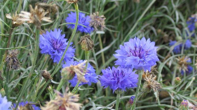 la ce este bun ceaiul de albastrele