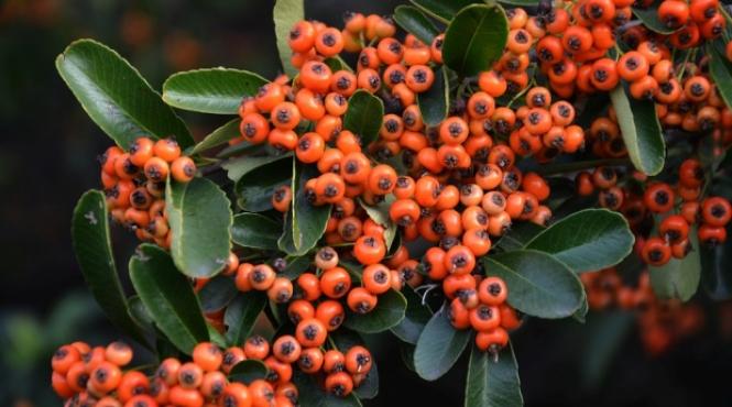 planta care are grija de inima noastra si ne prelungeste viata