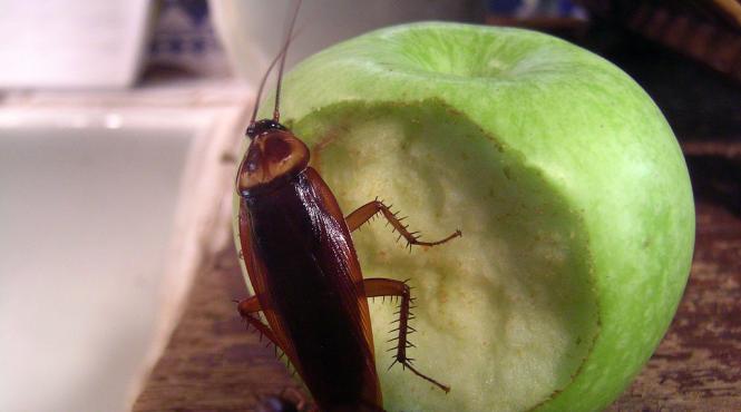 cum sa scapi de gandacii de bucatarie fara solutii toxice