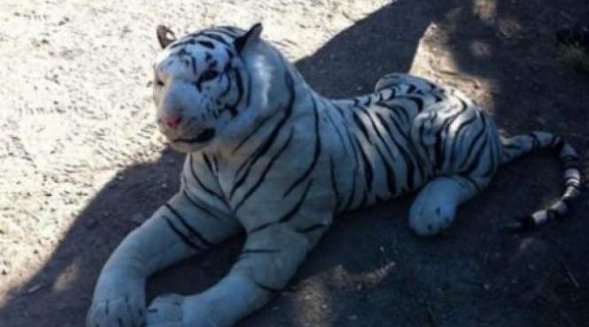 socant un tigru de plus a pus pe jar mai multe echipaje de politie intr o regiune a scotiei