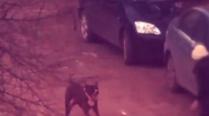 scandalos crescatorii de caini periculosi ignora plata politei de asigurare iar victimele nu sunt despagubite