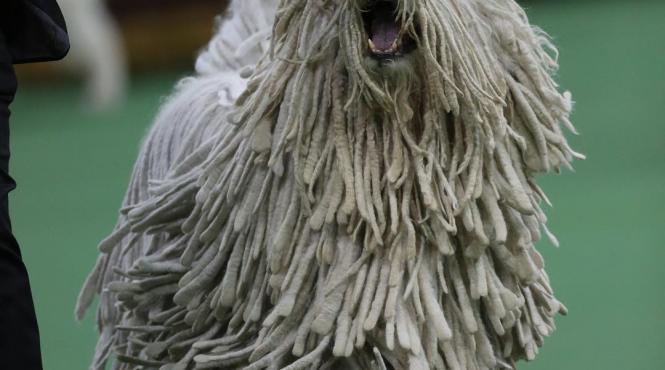 cel mai important si vechi show canin din lume a inceput la new york