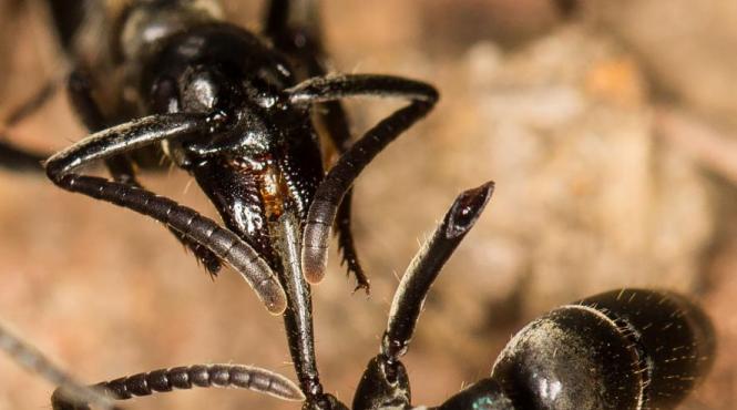 furnicile ranite in lupta sunt ajutate de medicii coloniei care aplica un pansament unic in regnul animal