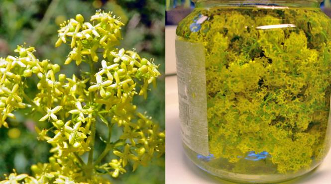 dragaica o planta recomandata in special femeilor