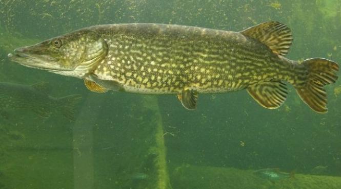 a inceput prohibitia la stiuca aceasta specie va putea fi prinsa doar in regim catch release