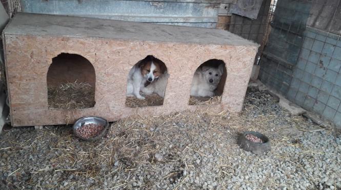 gerul ucide animalele din adaposturi