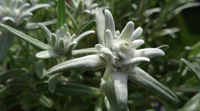 ai primit o floare de colt afla ce semnificati are