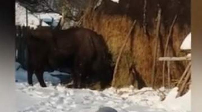 alerta in piatra neamt localnici sunt terorizati de un zimbru care le intra in curti nestingherit