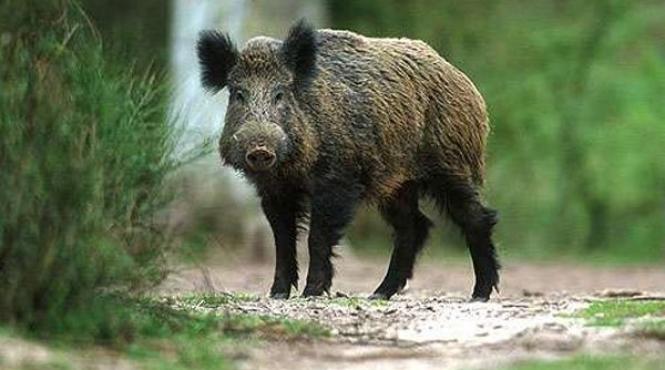 incredibil un barbat a fost atacat de un mistret intr o moschee din malaezia