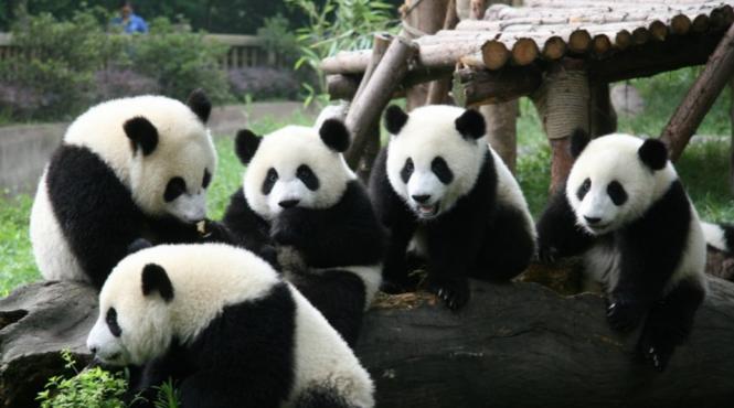 china va infiinta un parc urias dedicat ursilor panda