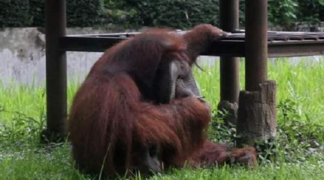 video urangutanul fumator se intampla intr o gradina zoologica
