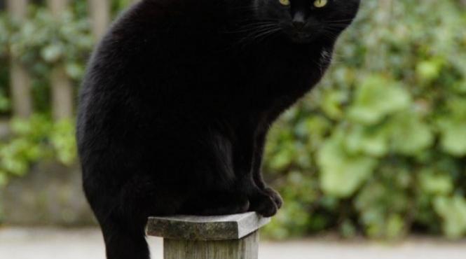 marti 13 zi cu ghinion cum te feresti de cele trei ceasuri rele