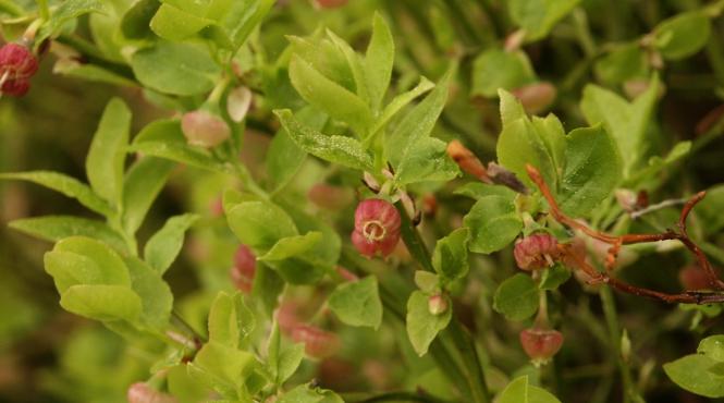 alimentele care iti scad rapid glicemia