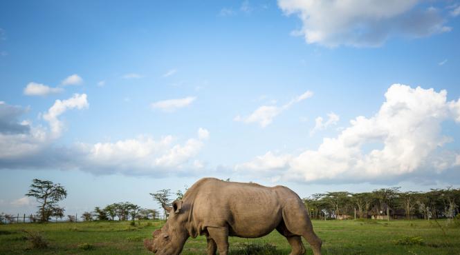 a murit ultimul mascul din specia rinocerilor albi nordici
