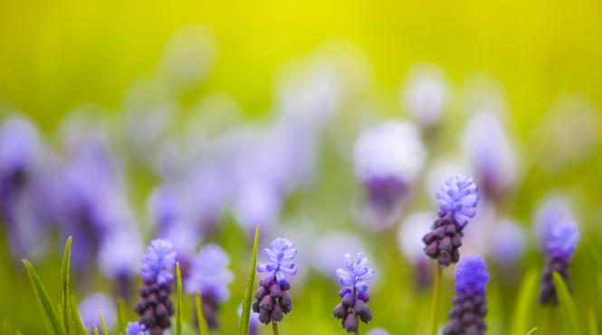 horoscop luna aprilie gemenii fac o investitie
