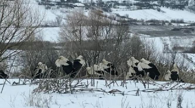 risc maxim pentru pasarile migratoare din cauza intoarcerii iernii