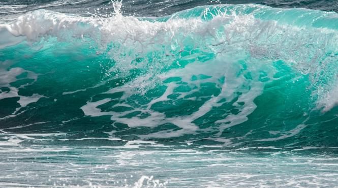 ziua mondiala a apei