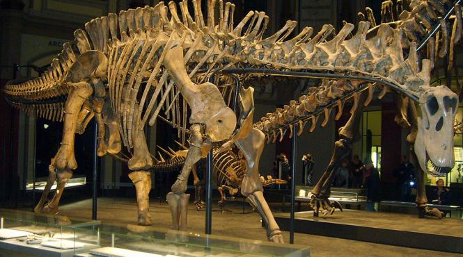 scheletul unui pterodactil urias descoperit in romania expus la un muzeu din germania