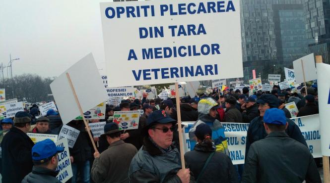sute de medici veterinari protesteaza in fata ansvsa
