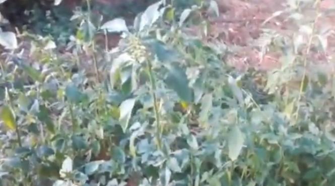 buruiana care ne vindeca de cele mai crunte boli