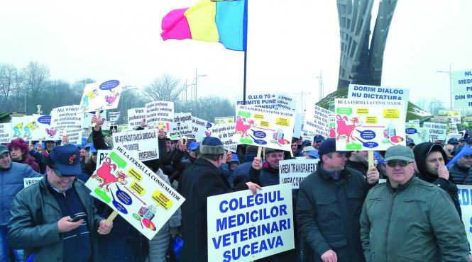 veterinarii au iesit in strada