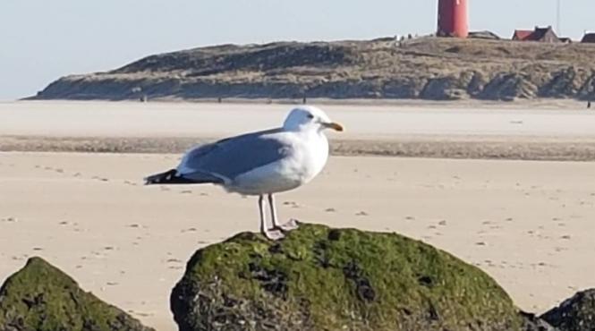 cum va lupta un oras belgian cu numarul mare de pescarusi