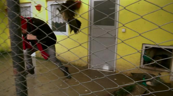 dan helciug atacat de o paunita la filmarile pentru ie romanie a sarit efectiv pe mine